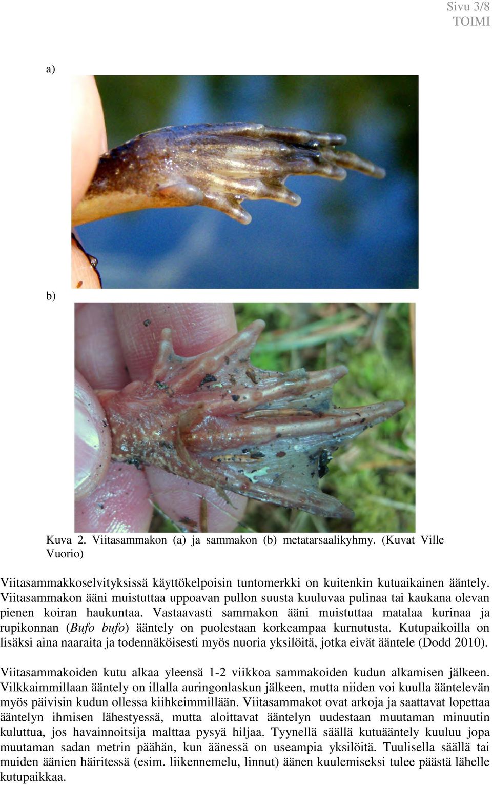 Vastaavasti sammakon ääni muistuttaa matalaa kurinaa ja rupikonnan (Bufo bufo) ääntely on puolestaan korkeampaa kurnutusta.