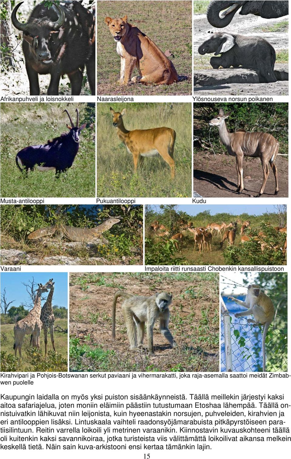Täällä meillekin järjestyi kaksi aitoa safariajelua, joten moniin eläimiin päästiin tutustumaan Etoshaa lähempää.