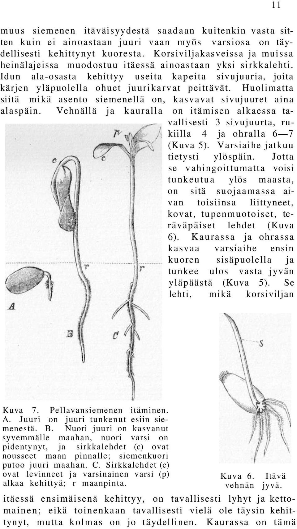 Huolimatta siitä mikä asento siemenellä on, kasvavat sivujuuret aina alaspäin. Vehnällä ja kauralla on itämisen alkaessa tavallisesti 3 sivujuurta, rukiilla 4 ja ohralla 6 7 (Kuva 5).