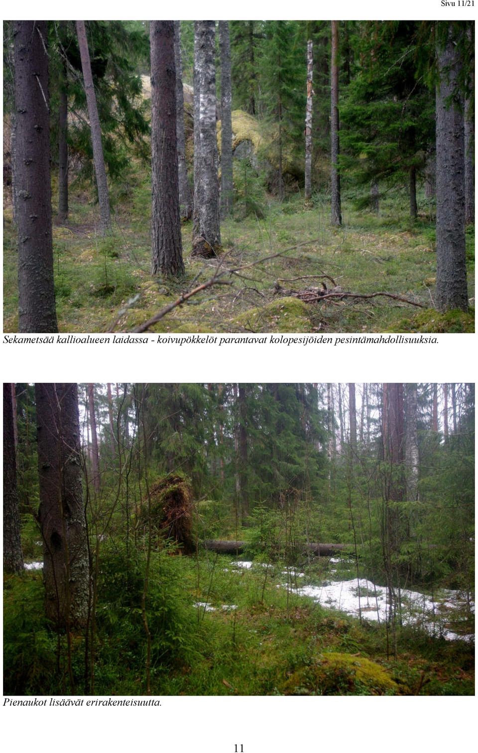 kolopesijöiden pesintämahdollisuuksia.