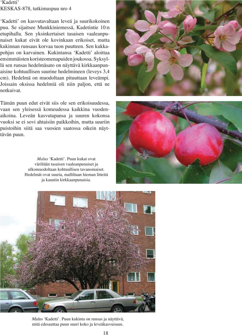 Kukintansa Kadetti aloittaa ensimmäisten koristeomenapuiden joukossa. Syksyllä sen runsas hedelmäsato on näyttävä kirkkaanpunaisine kohtuullisen suurine hedelmineen (leveys 3,4 cm).