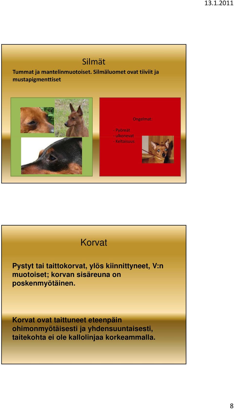 Korvat Pystyt tai taittokorvat, ylös kiinnittyneet, V:n muotoiset; korvan sisäreuna on