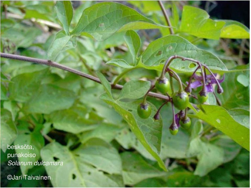 Solanum