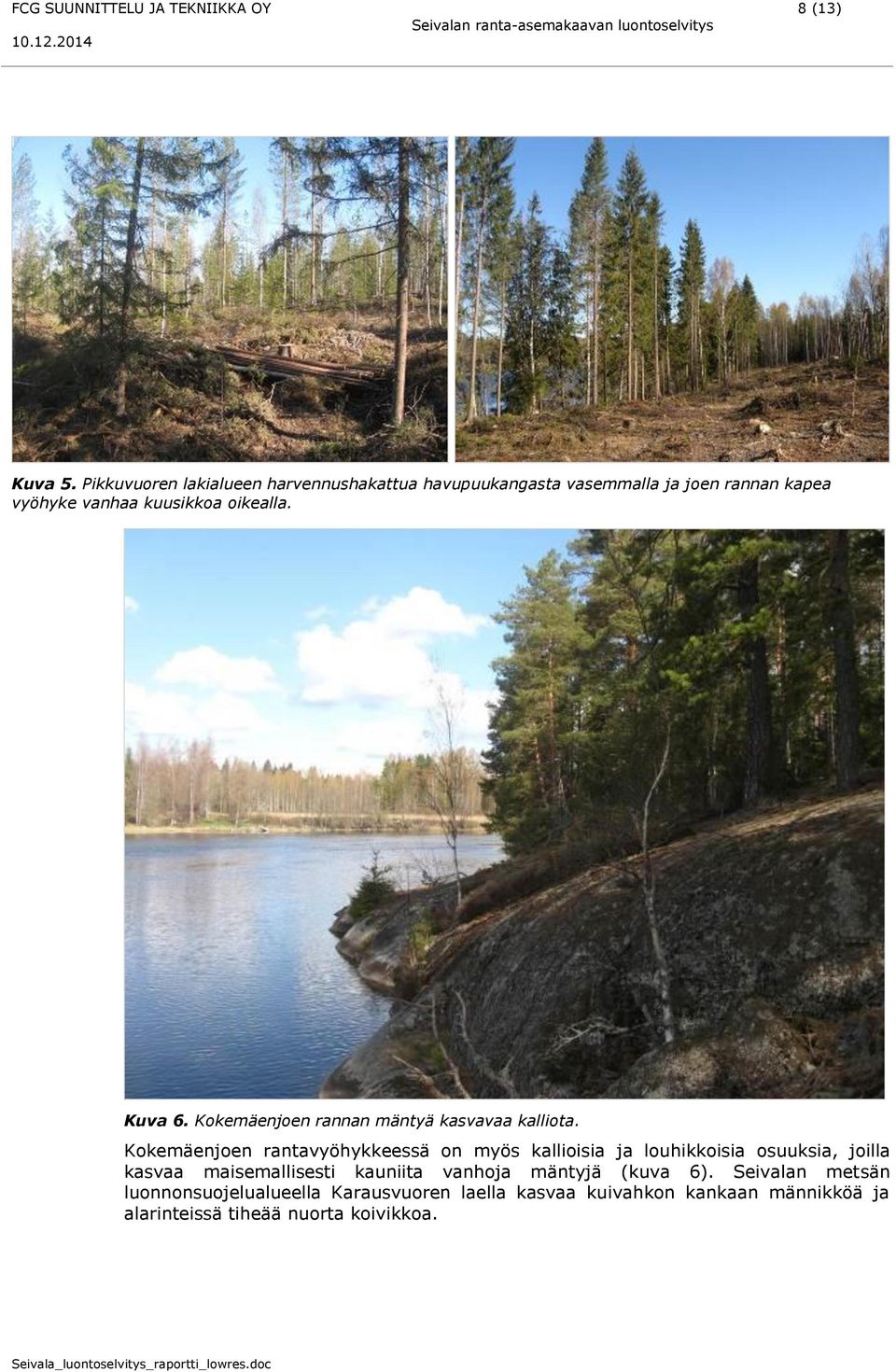 Kuva 6. Kokemäenjoen rannan mäntyä kasvavaa kalliota.