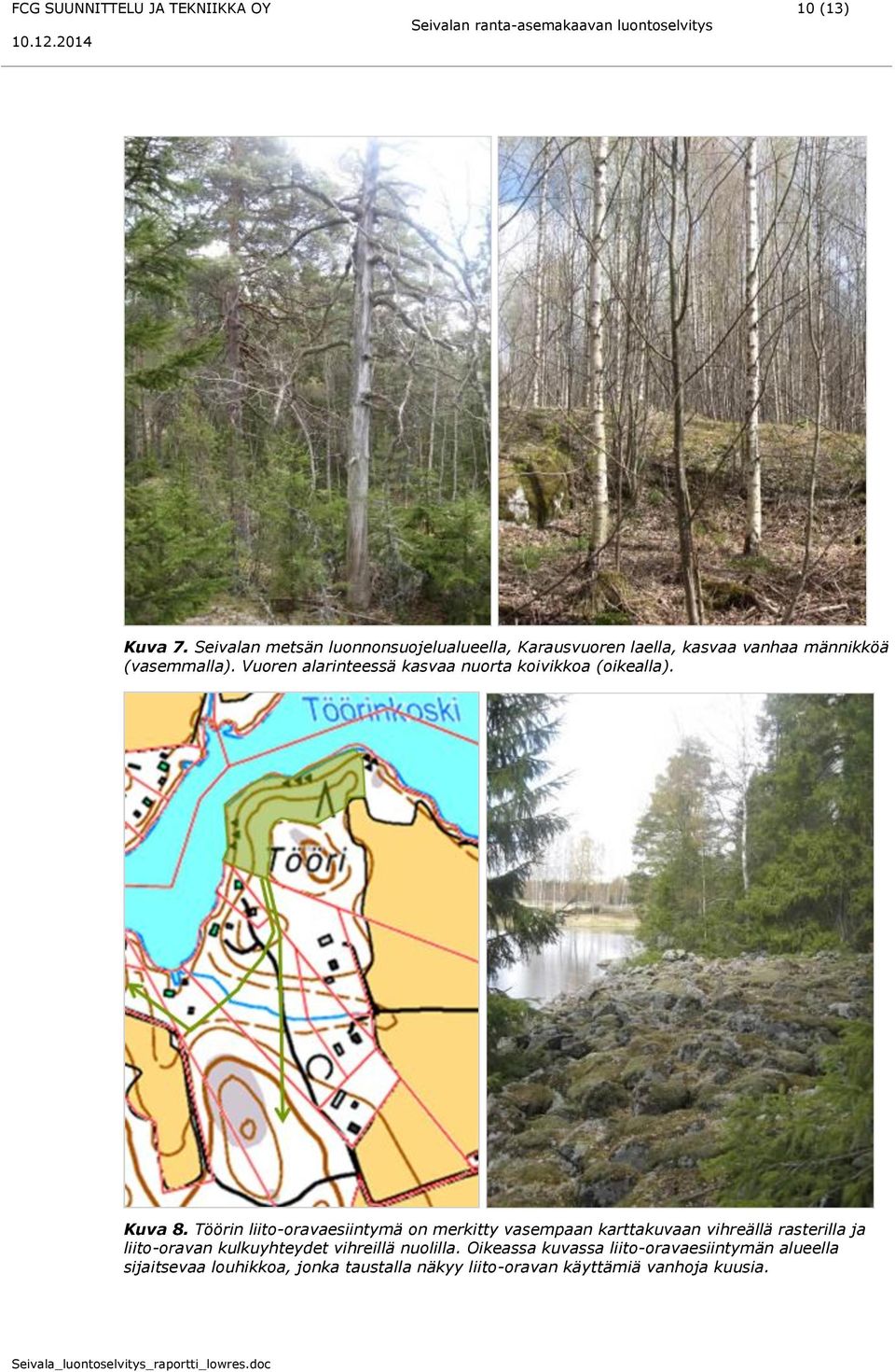 Vuoren alarinteessä kasvaa nuorta koivikkoa (oikealla). Kuva 8.