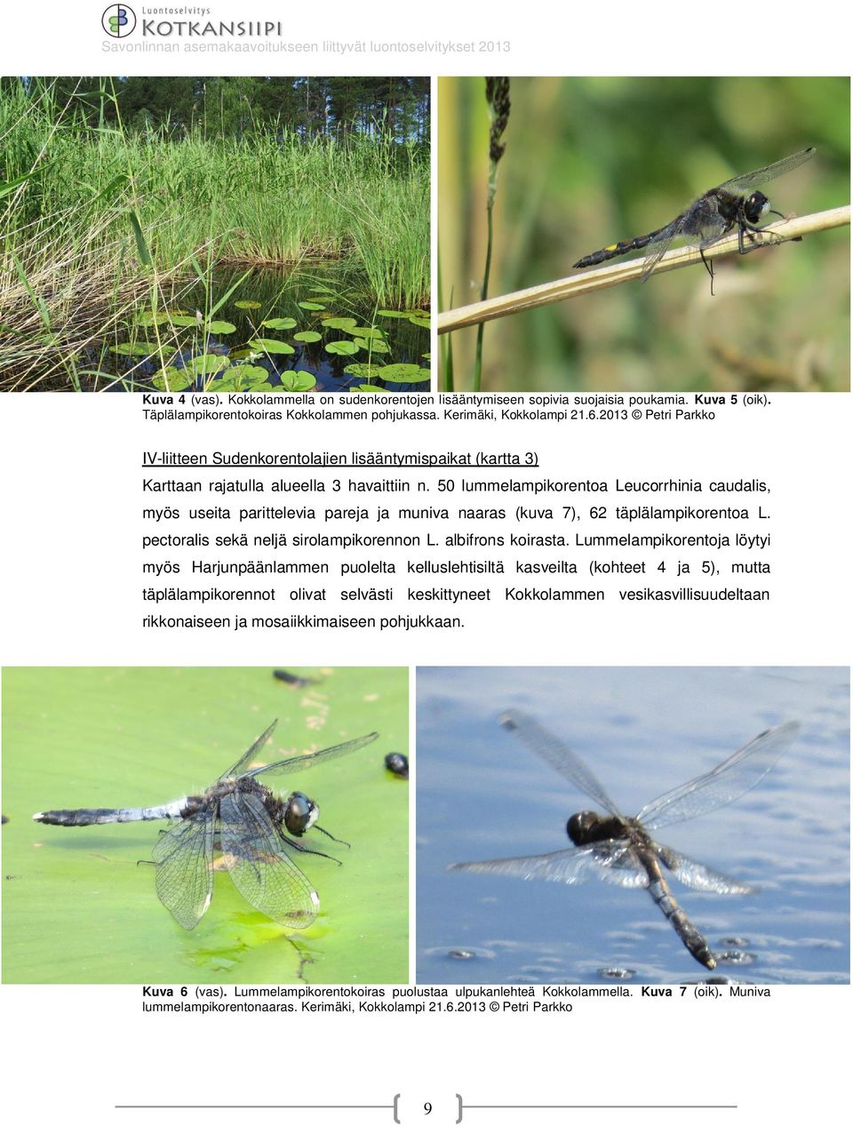 50 lummelampikorentoa Leucorrhinia caudalis, myös useita parittelevia pareja ja muniva naaras (kuva 7), 62 täplälampikorentoa L. pectoralis sekä neljä sirolampikorennon L. albifrons koirasta.