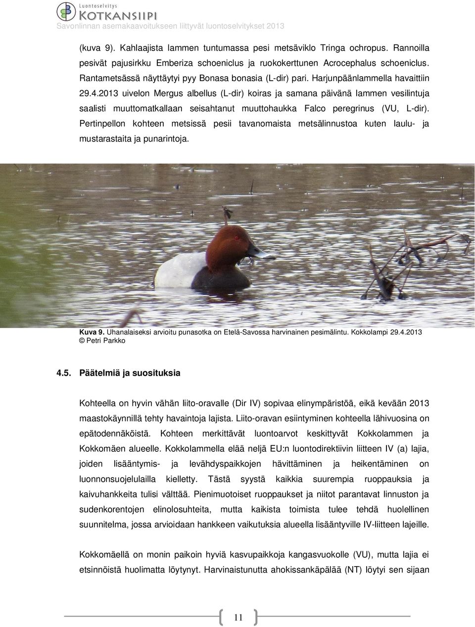 2013 uivelon Mergus albellus (L-dir) koiras ja samana päivänä lammen vesilintuja saalisti muuttomatkallaan seisahtanut muuttohaukka Falco peregrinus (VU, L-dir).