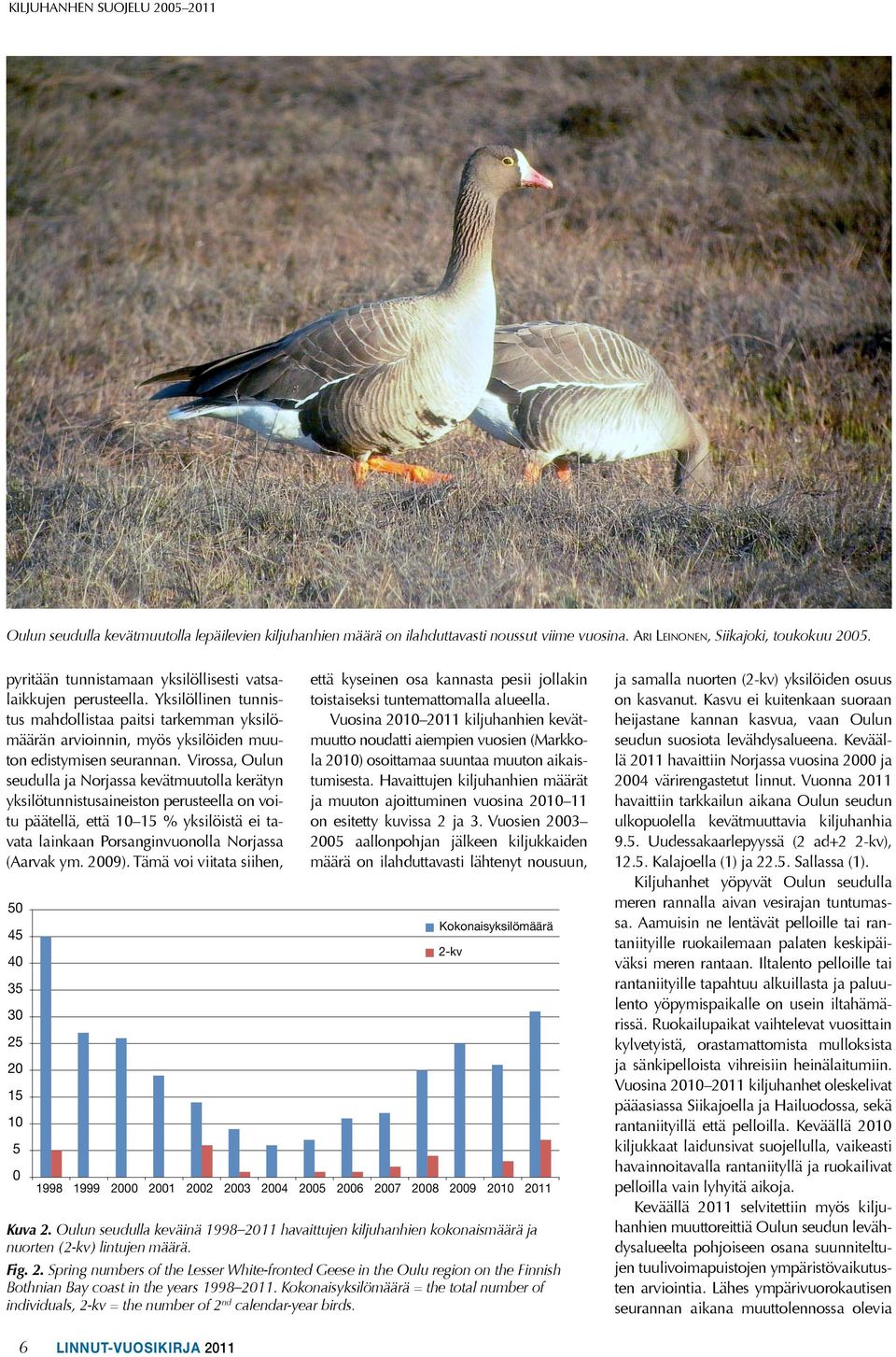 Virossa, Oulun seudulla ja Norjassa kevätmuutolla kerätyn yksilötunnistusaineiston perusteella on voitu päätellä, että 10 15 % yksilöistä ei tavata lainkaan Porsanginvuonolla Norjassa (Aarvak ym.