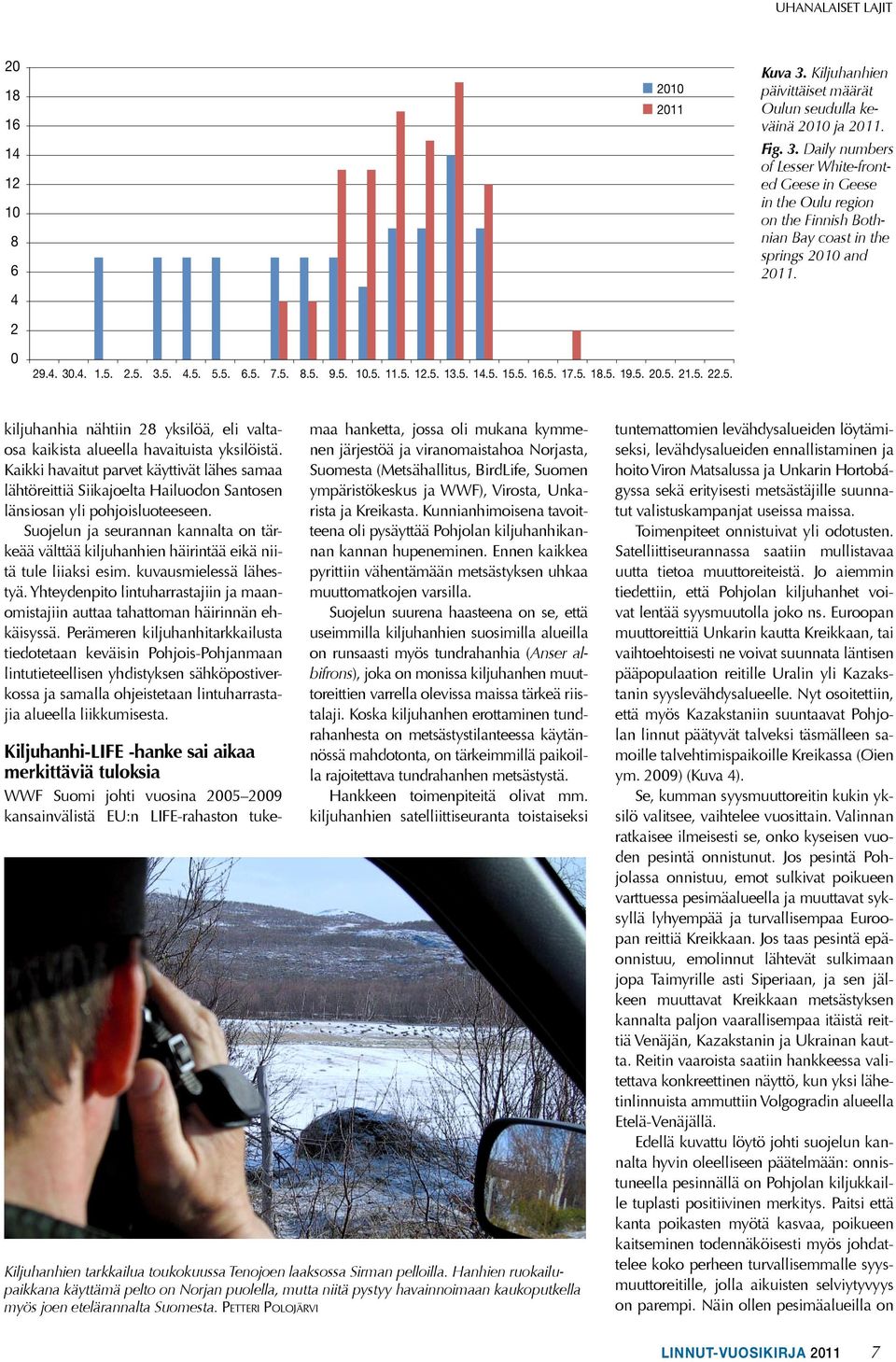 Daily numbers of Lesser White-fronted Geese in Geese in the Oulu region on the Finnish Bothnian Bay coast in the springs 2010 and 2011.