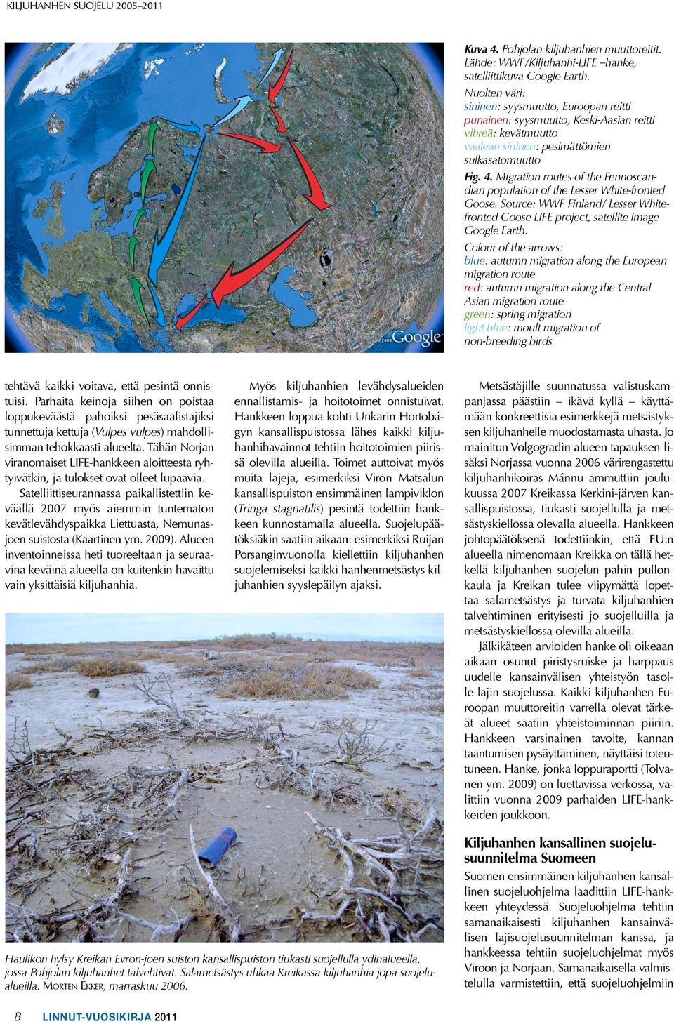 Migration routes of the Fennoscandian population of the Lesser White-fronted Goose. Source: WWF Finland/ Lesser Whitefronted Goose LIFE project, satellite image Google Earth.