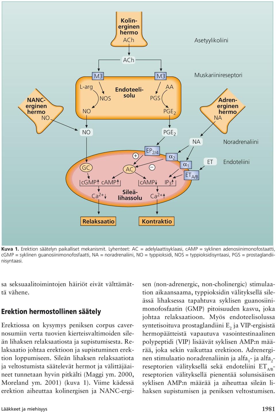 Lyhenteet: AC = adelylaattisyklaasi, camp = syklinen adenosiinimonofostaatti, cgmp = syklinen guanosiinimonofosfaatti, NA = noradrenaliini, NO = typpioksidi, NOS = typpioksidisyntaasi, PGS =