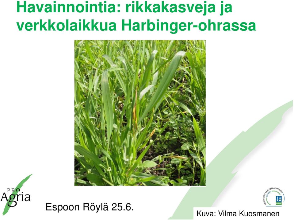 verkkolaikkua