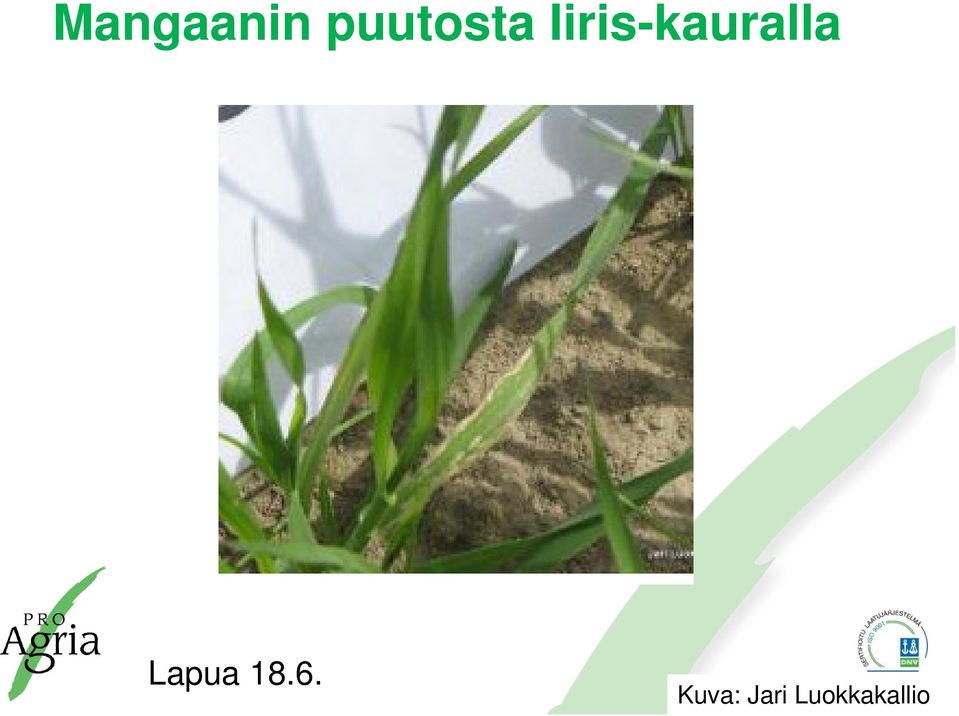 Iiris-kauralla