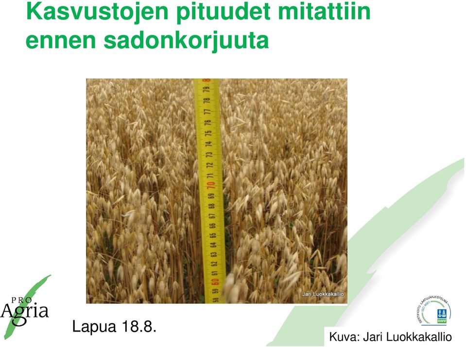 sadonkorjuuta Lapua