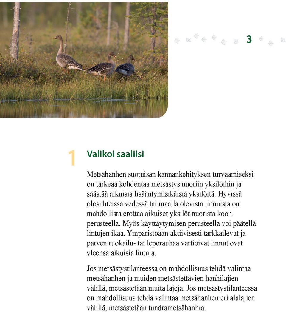 Ympäristöään aktiivisesti tarkkailevat ja parven ruokailu- tai leporauhaa vartioivat linnut ovat yleensä aikuisia lintuja.