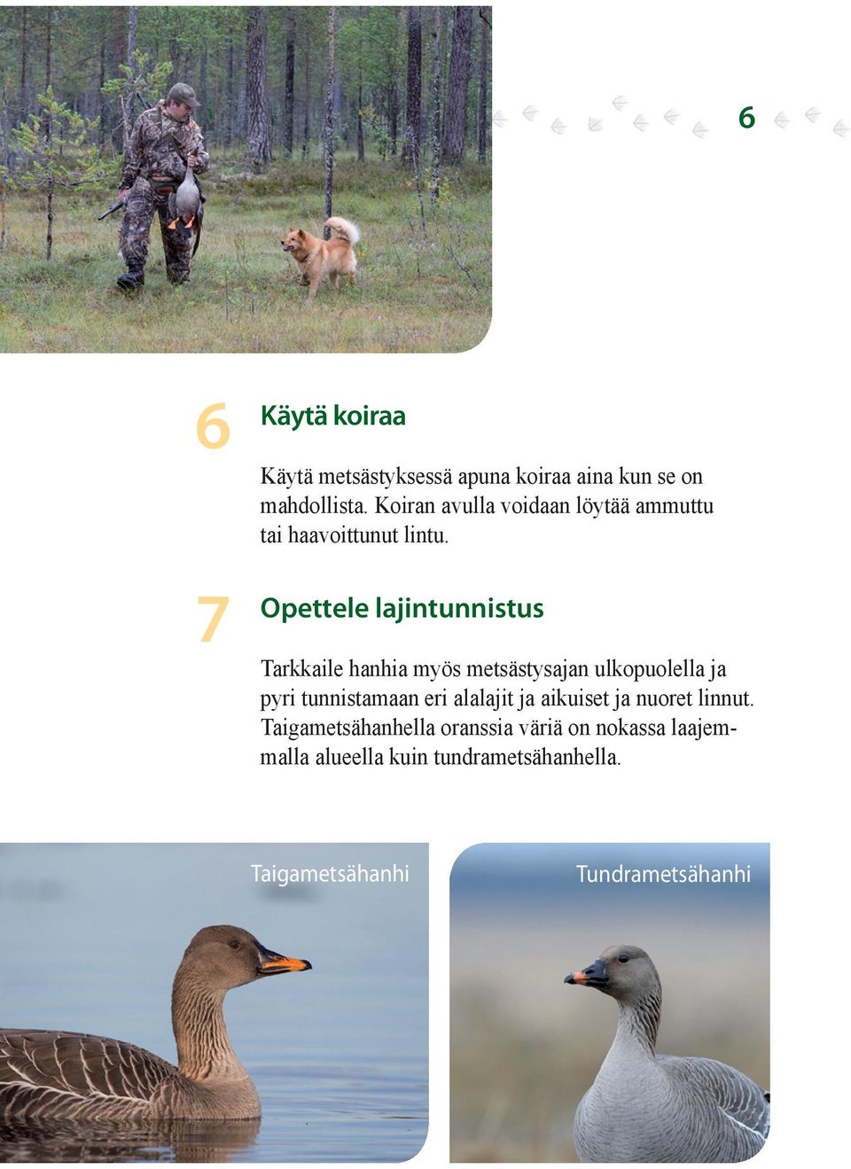 Opettele lajintunnistus Tarkkaile hanhia myös metsästysajan ulkopuolella ja pyri tunnistamaan eri