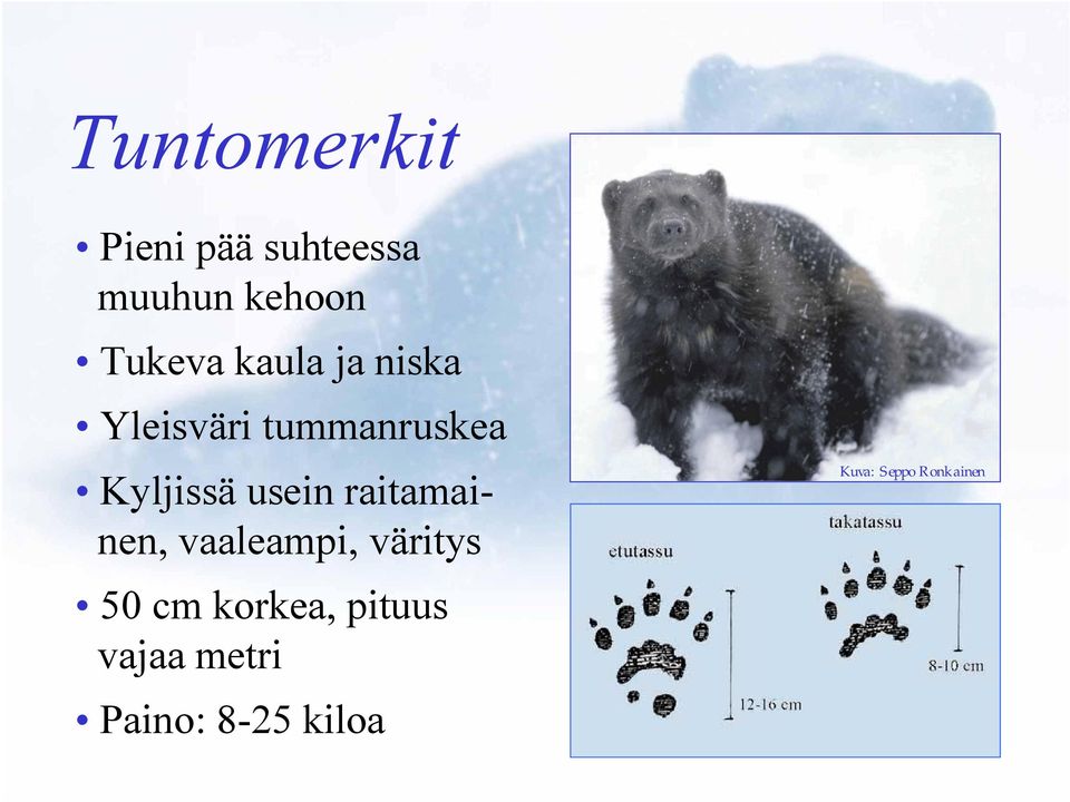 raitamainen, vaaleampi, väritys 50 cm korkea, pituus