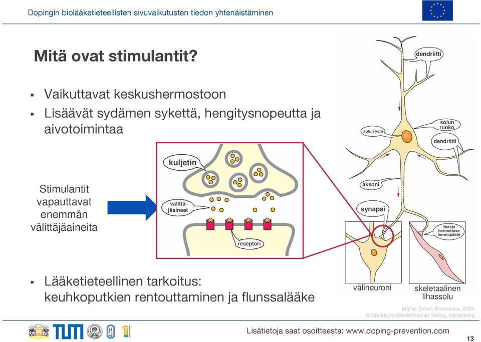 runko dendriitti kuljetin Stimulantit vapauttavat enemmän välittäjäaineita välittäjäaineet aksoni synapsi lihasta