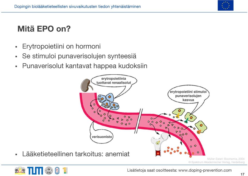 kantavat happea kudoksiin erytropoietiinia tuottavat renaalisolut erytropoietiini