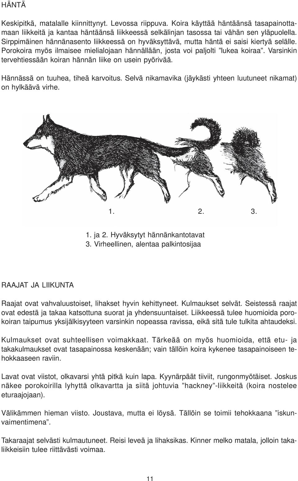 Varsinkin tervehtiessään koiran hännän liike on usein pyörivää. Hännässä on tuuhea, tiheä karvoitus. Selvä nikamavika (jäykästi yhteen luutuneet nikamat) on hylkäävä virhe. 1. 2. 3. 1. ja 2.