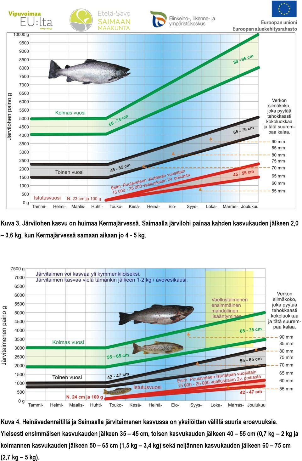 Heinävedenreitillä ja Saimaalla järvitaimenen kasvussa on yksilöitten välillä suuria eroavuuksia.