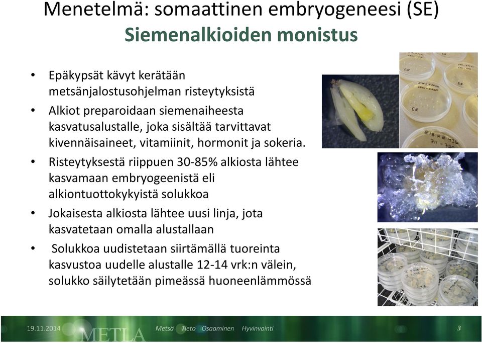 Risteytyksestä riippuen 30-85% alkiosta lähtee kasvamaan embryogeenistä eli alkiontuottokykyistä solukkoa Jokaisesta alkiosta lähtee uusi