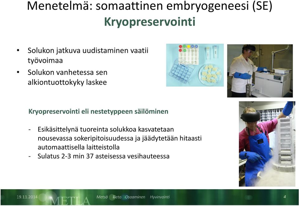 nestetyppeen säilöminen - Esikäsittelynä tuoreinta solukkoa kasvatetaan nousevassa