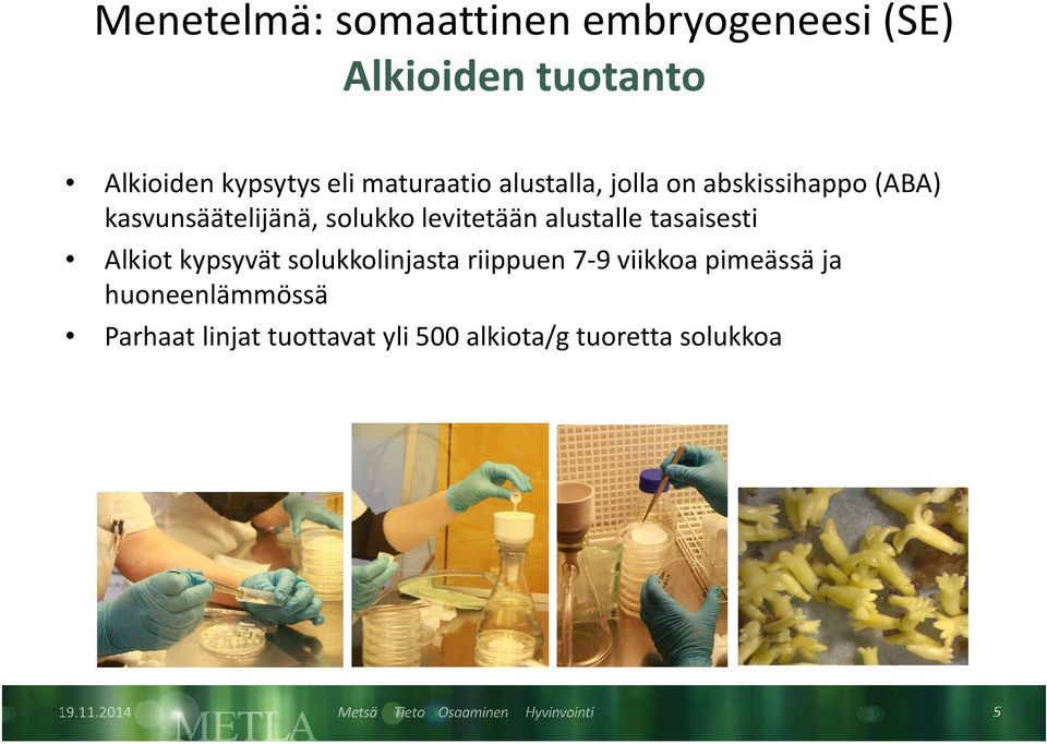 levitetään alustalle tasaisesti Alkiot kypsyvät solukkolinjasta riippuen 7-9