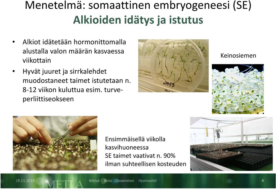 muodostaneet taimet istutetaan n. 8-12 viikon kuluttua esim.