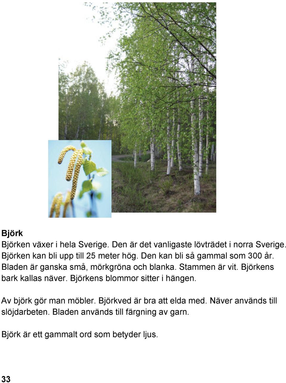 Bladen är ganska små, mörkgröna och blanka. Stammen är vit. Björkens bark kallas näver.