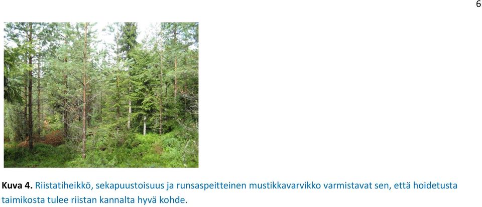 runsaspeitteinen mustikkavarvikko