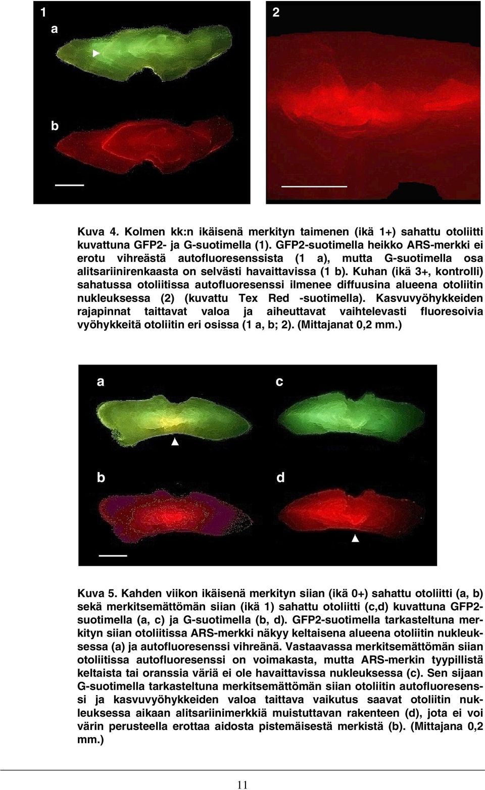 Kuhan (ikä 3+, kontrolli) sahatussa otoliitissa autofluoresenssi ilmenee diffuusina alueena otoliitin nukleuksessa (2) (kuvattu Tex Red -suotimella).