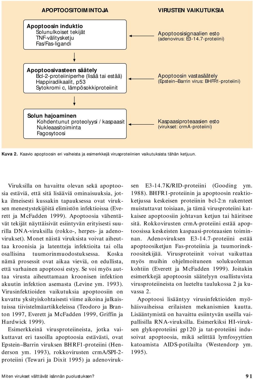 Solun hajoaminen Kohdentunut proteolyysi / kaspaasit Nukleaasitoiminta Fagosytoosi Kaspaasiproteaasien esto (virukset: crma-proteiini) Kuva 2.