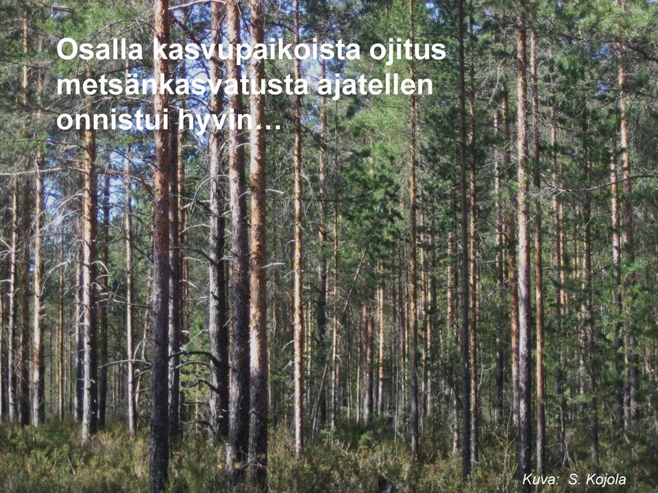 metsänkasvatusta