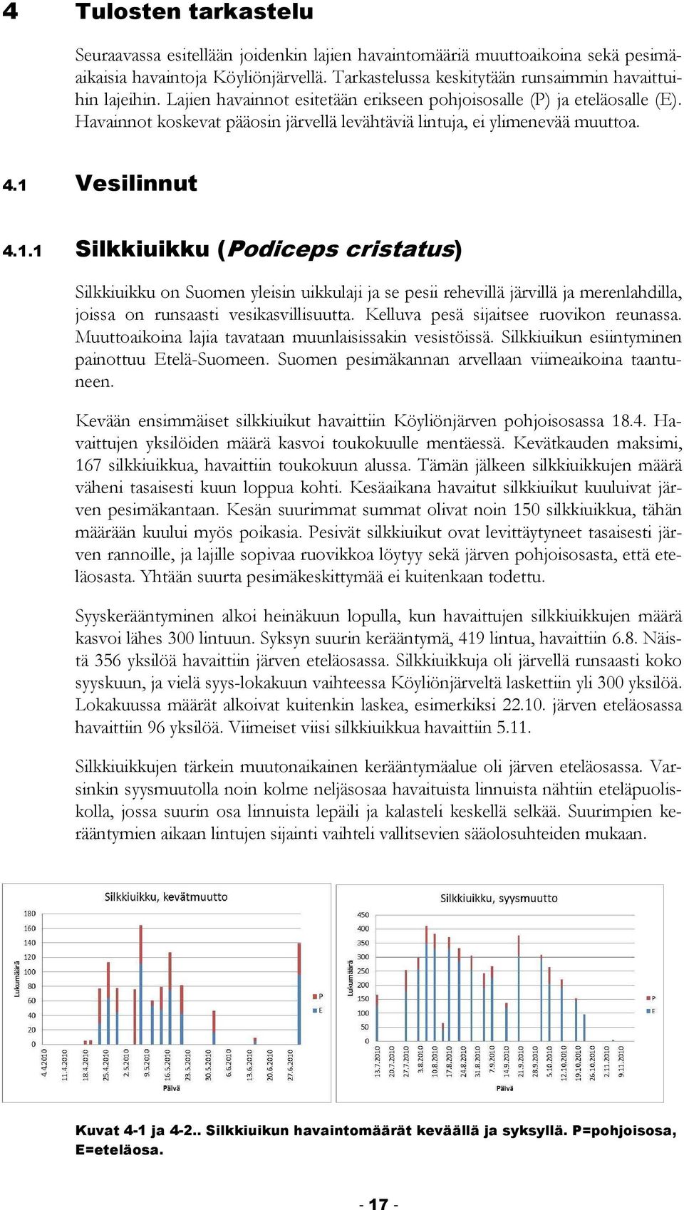 Vesilinnut 4.1.1 Silkkiuikku (Podiceps cristatus) Silkkiuikku on Suomen yleisin uikkulaji ja se pesii rehevillä järvillä ja merenlahdilla, joissa on runsaasti vesikasvillisuutta.