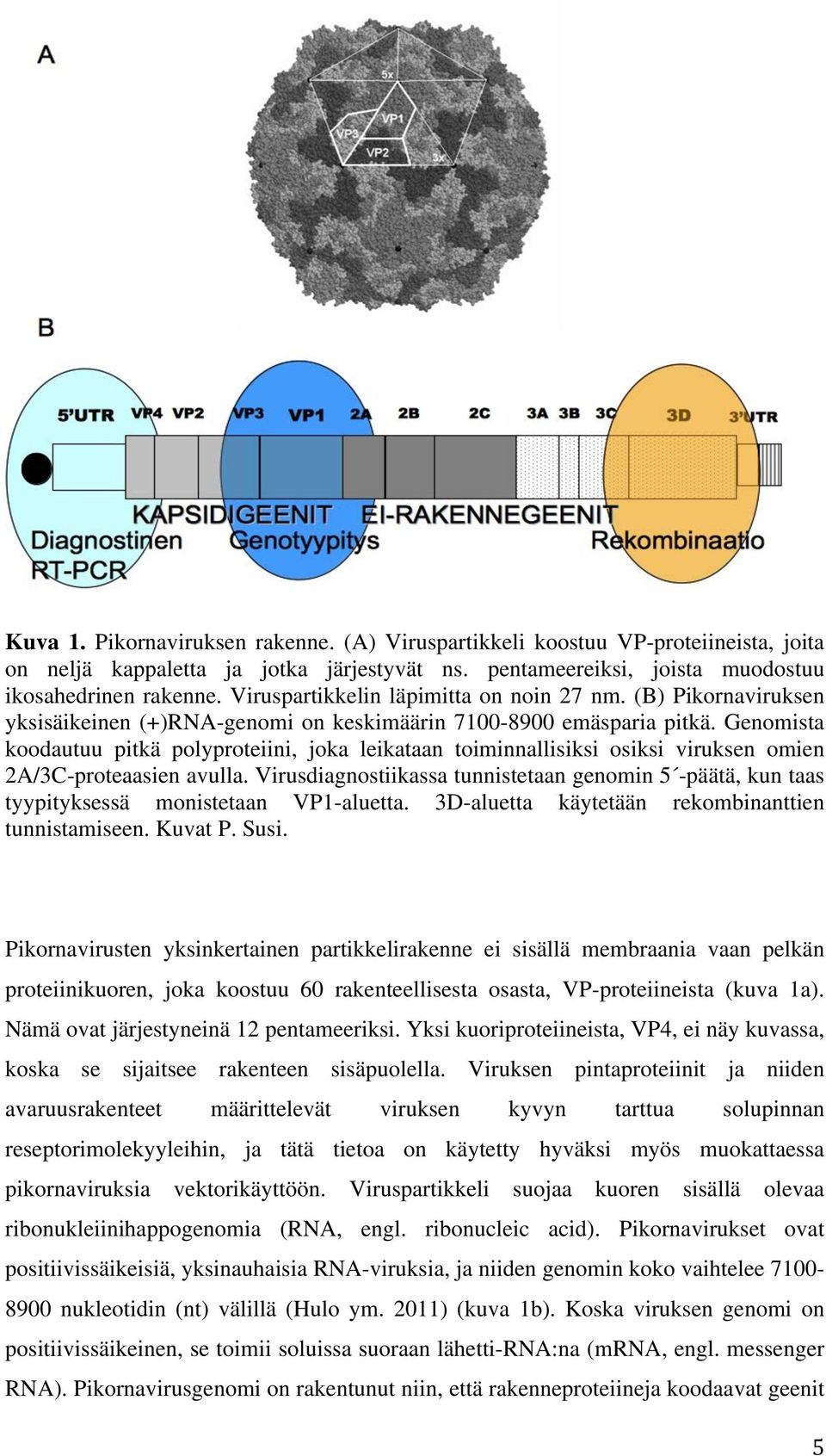 Genomista koodautuu pitkä polyproteiini, joka leikataan toiminnallisiksi osiksi viruksen omien 2A/3C-proteaasien avulla.