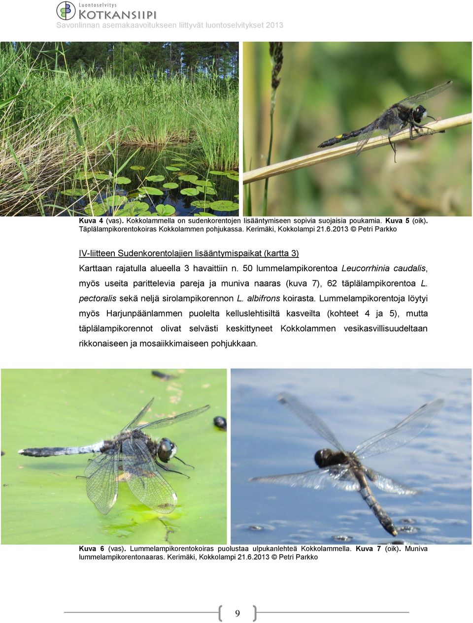 50 lummelampikorentoa Leucorrhinia caudalis, myös useita parittelevia pareja ja muniva naaras (kuva 7), 62 täplälampikorentoa L. pectoralis sekä neljä sirolampikorennon L. albifrons koirasta.