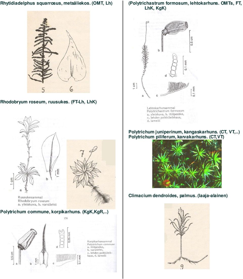 OMTs, FT, LhK, KgK) Rhodobryum roseum, ruusukes.