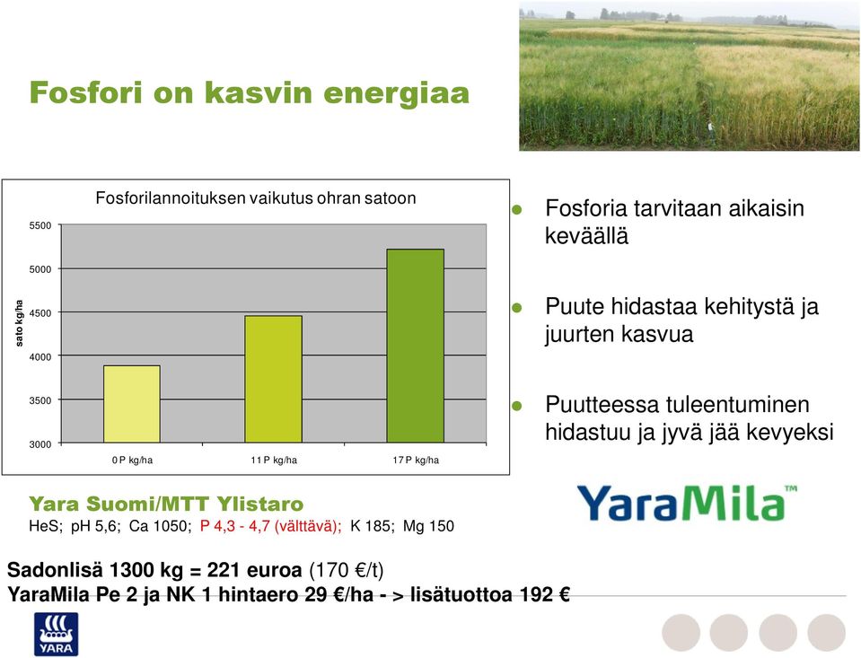 Puutteessa tuleentuminen hidastuu ja jyvä jää kevyeksi Yara Suomi/MTT Ylistaro HeS; ph 5,6; Ca 1050; P 4,3-4,7