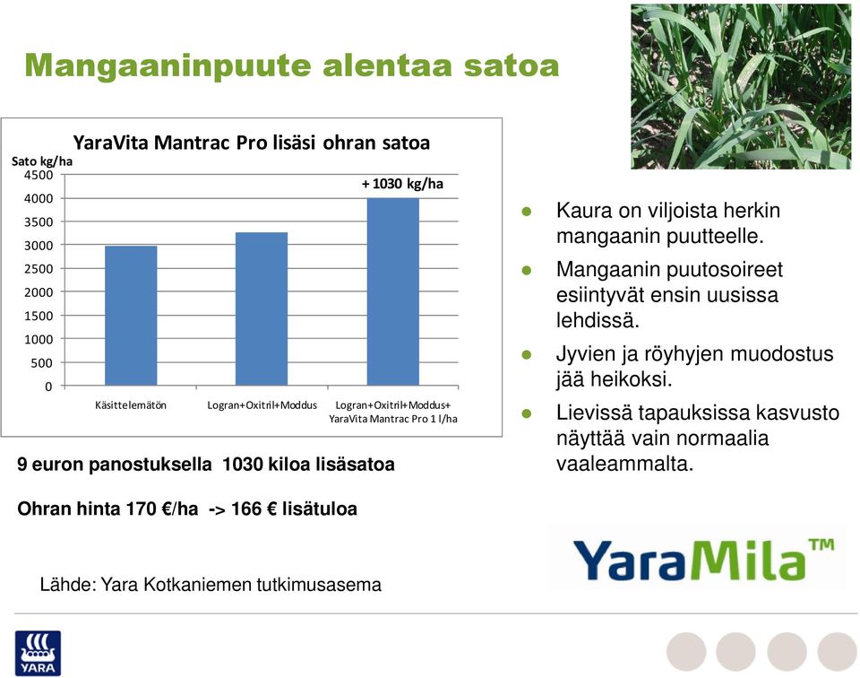 hinta 170 /ha -> 166 lisätuloa Kaura on viljoista herkin mangaanin puutteelle. Mangaanin puutosoireet esiintyvät ensin uusissa lehdissä.