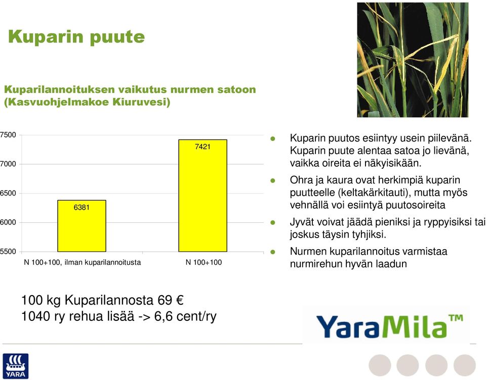 6500 6381 Ohra ja kaura ovat herkimpiä kuparin puutteelle (keltakärkitauti), mutta myös vehnällä voi esiintyä puutosoireita 6000 Jyvät voivat