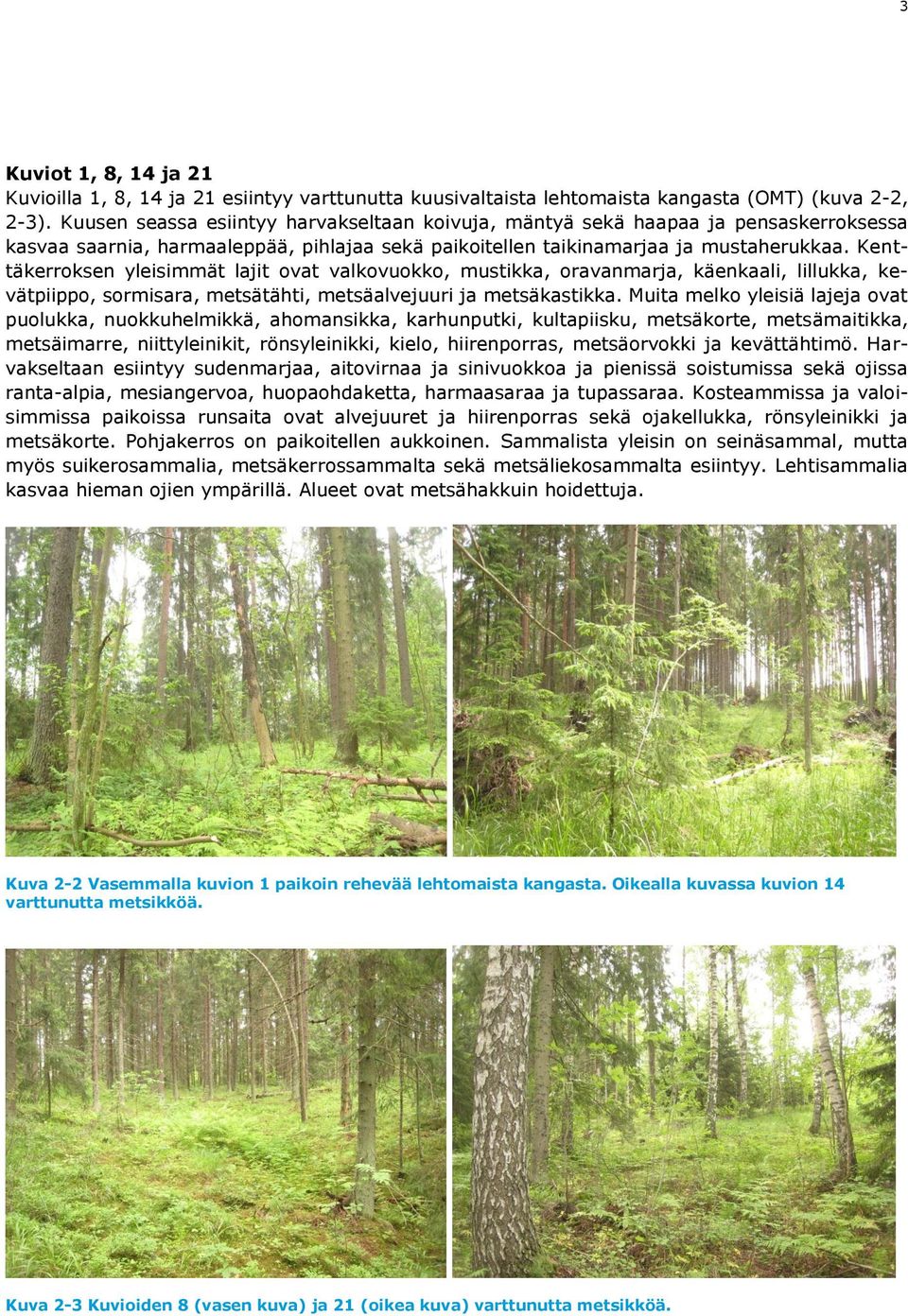 Kenttäkerroksen yleisimmät lajit ovat valkovuokko, mustikka, oravanmarja, käenkaali, lillukka, kevätpiippo, sormisara, metsätähti, metsäalvejuuri ja metsäkastikka.