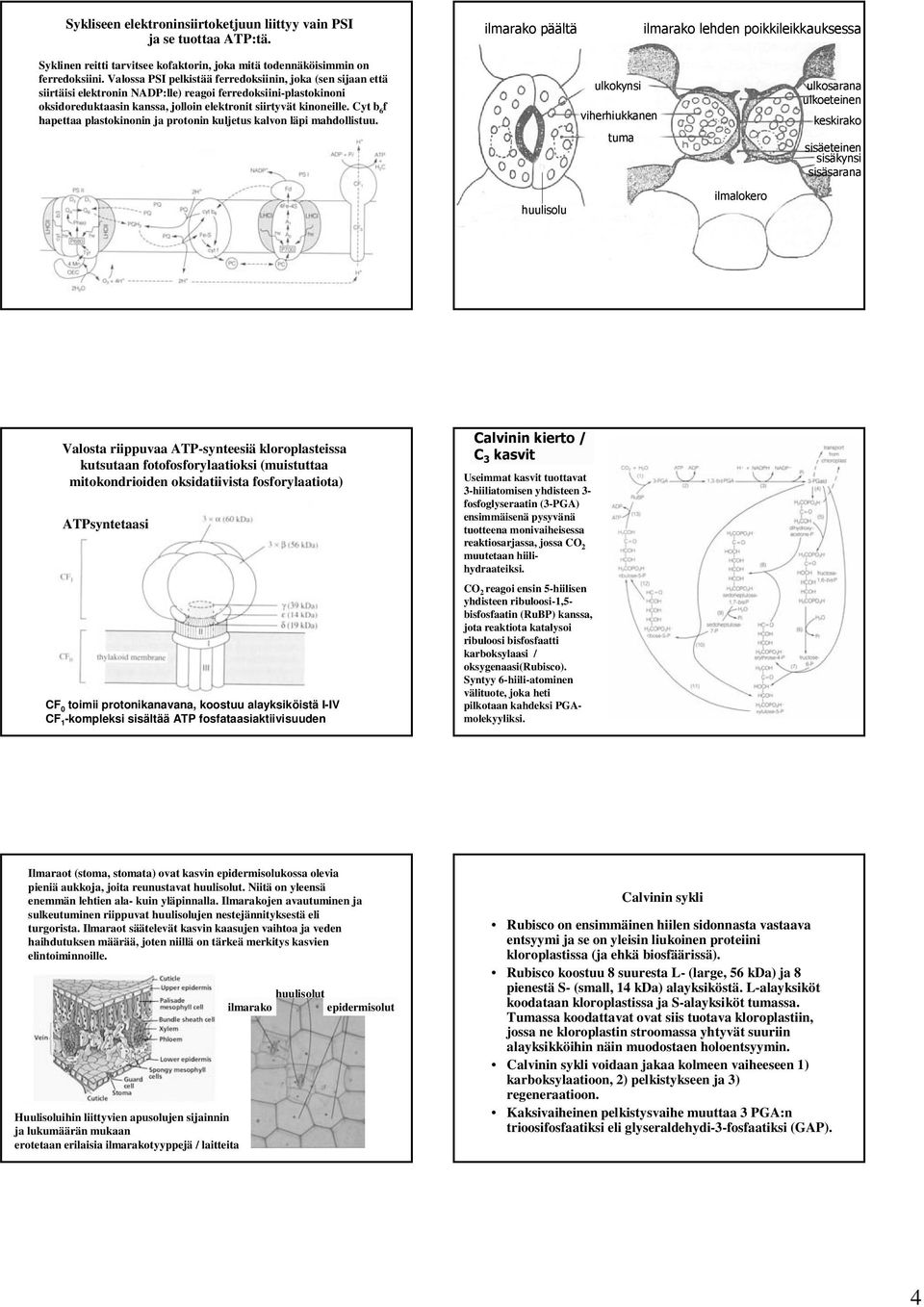 Valossa PSI pelkistää ferredoksiinin, joka (sen sijaan että siirtäisi elektronin NADP:lle) reagoi ferredoksiini-plastokinoni oksidoreduktaasin kanssa, jolloin elektronit siirtyvät kinoneille.