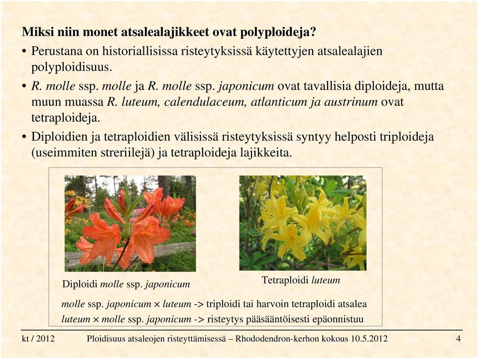 Diploidien ja tetraploidien välisissä risteytyksissä syntyy helposti triploideja (useimmiten streriilejä) ja tetraploideja lajikkeita. Diploidi molle ssp.