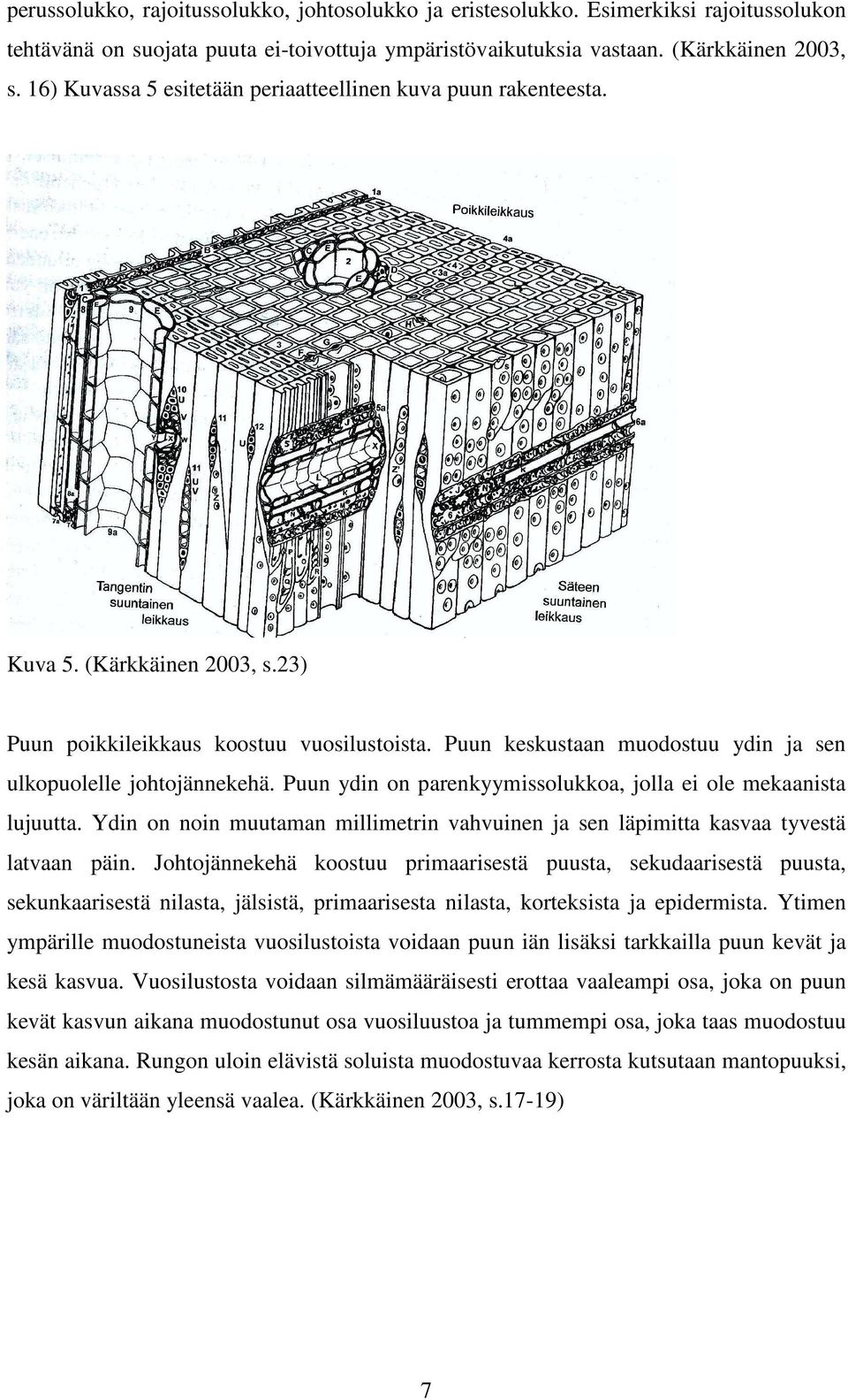 Puun keskustaan muodostuu ydin ja sen ulkopuolelle johtojännekehä. Puun ydin on parenkyymissolukkoa, jolla ei ole mekaanista lujuutta.