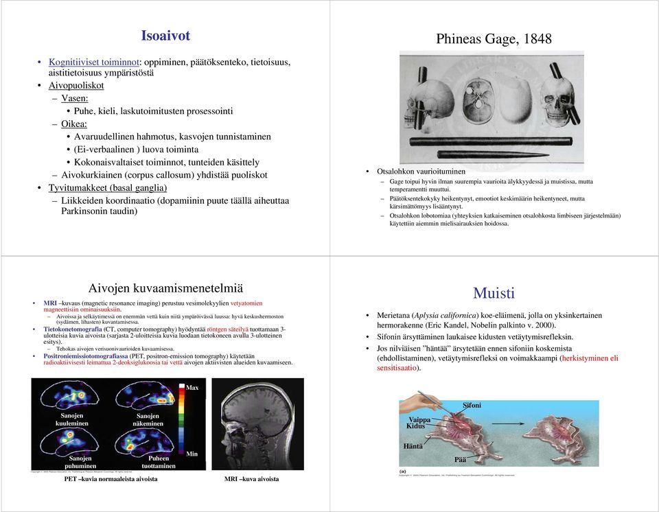 koordinaatio (dopamiinin puute täällä aiheuttaa Parkinsonin taudin) Phineas Gage, 1848 Otsalohkon vaurioituminen Gage toipui hyvin ilman suurempia vaurioita älykkyydessä ja muistissa, mutta