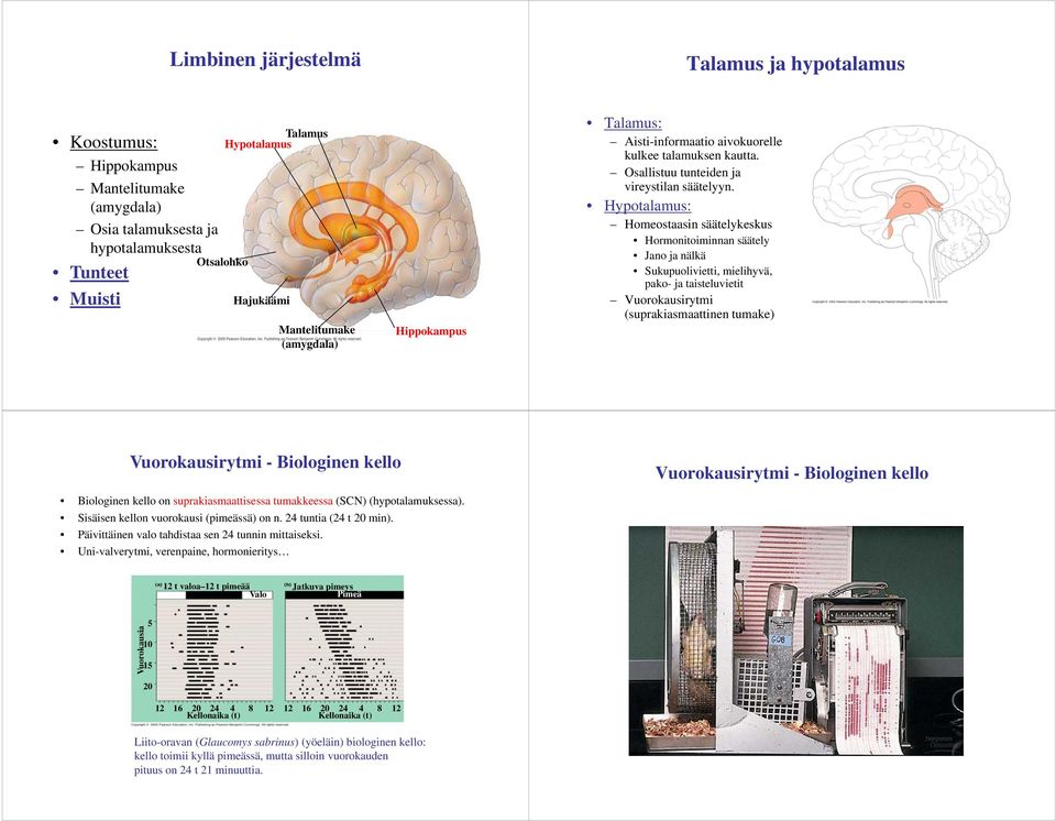 Hypotalamus: Homeostaasin säätelykeskus Hormonitoiminnan säätely Jano ja nälkä Sukupuolivietti, mielihyvä, pako- ja taisteluvietit t i tit Vuorokausirytmi (suprakiasmaattinen tumake) Vuorokausirytmi