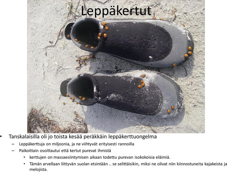 ihmistä kerttujen on massaesiintymisen aikaan todettu purevan isokokoisia eläimiä.