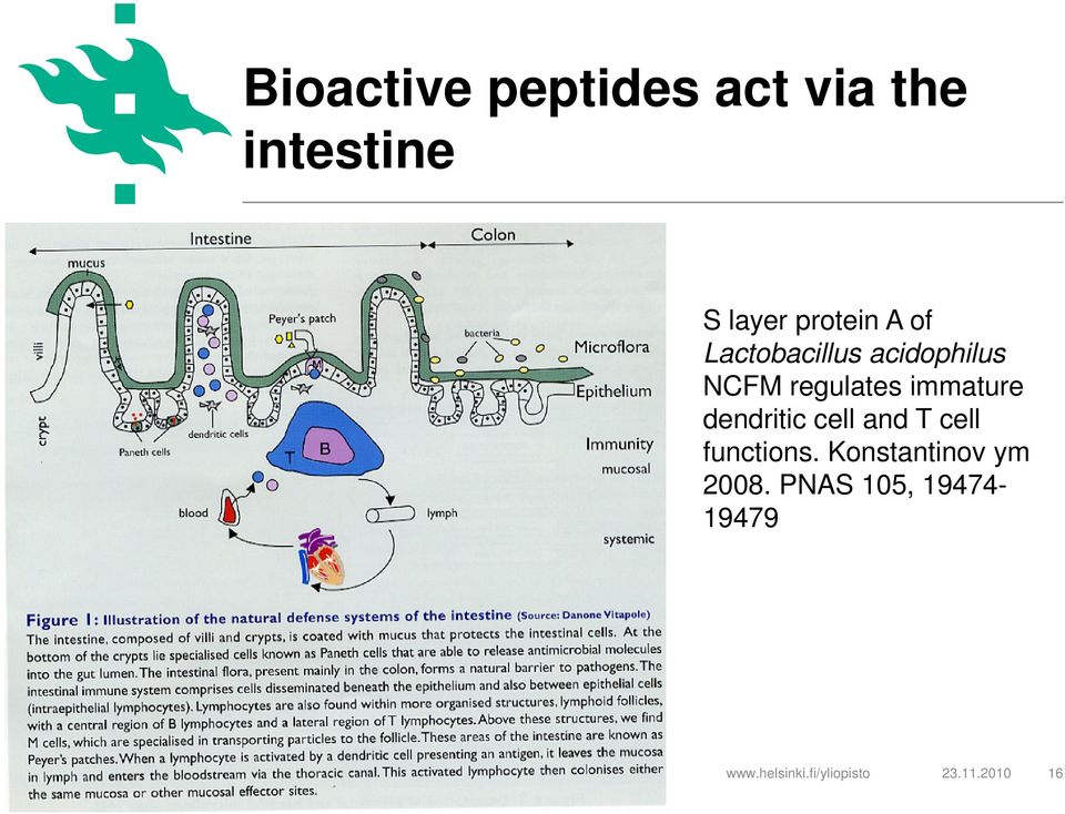dendritic cell and T cell functions. Konstantinov ym 2008.