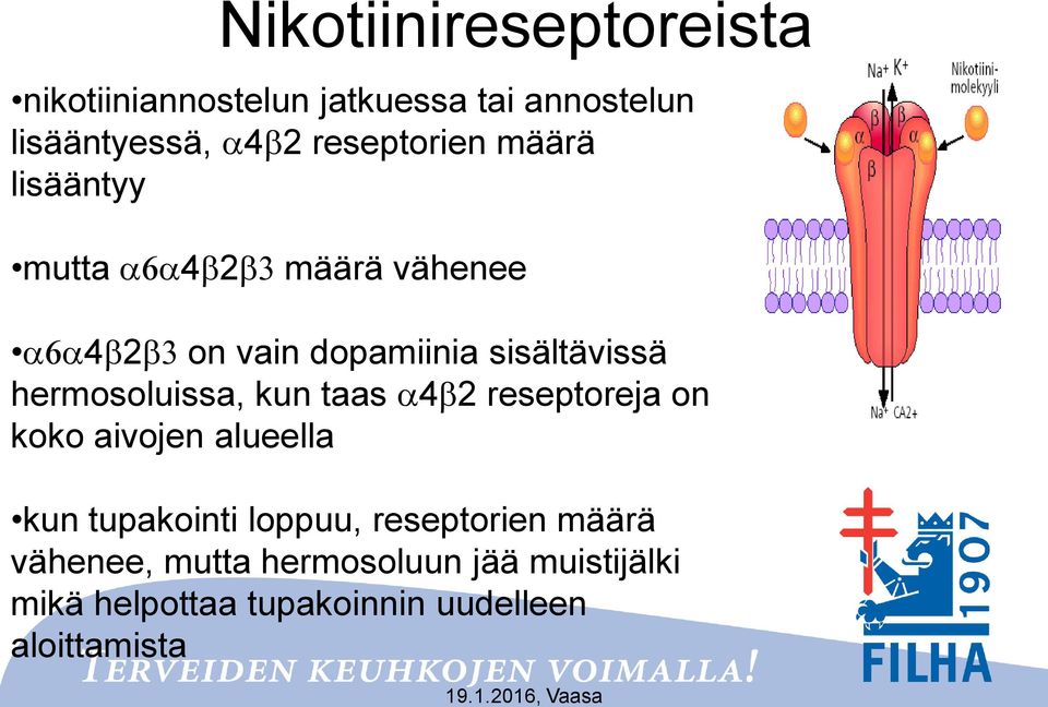 sisältävissä hermosoluissa, kun taas a4b2 reseptoreja on koko aivojen alueella kun tupakointi